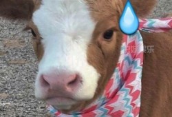 娱乐吃瓜酱文字,吃瓜酱带你领略幕后风云